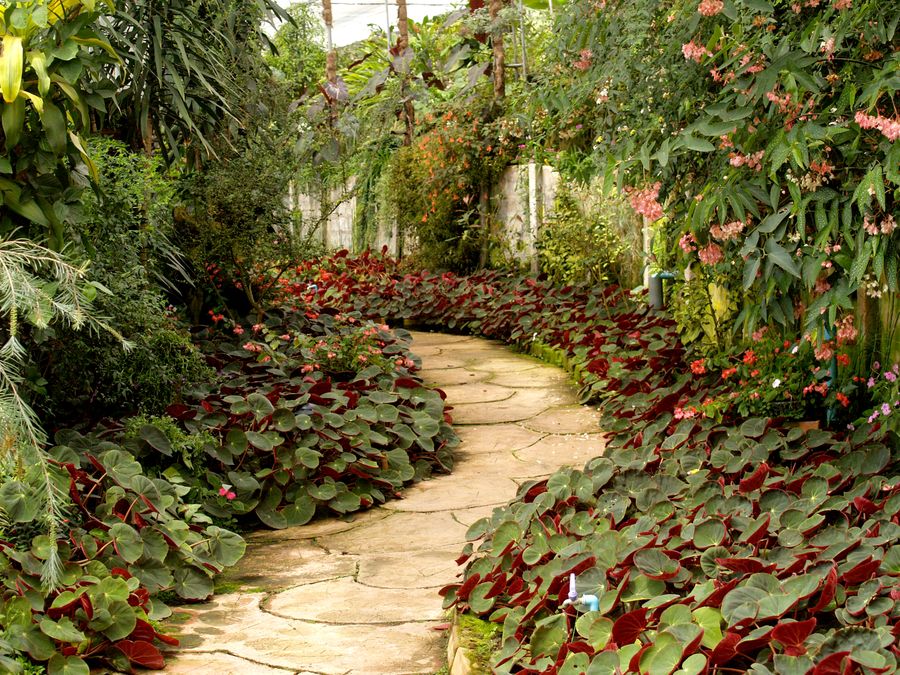 Garden path with planting on both sides